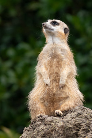 Meerkat on Lookoutの写真素材