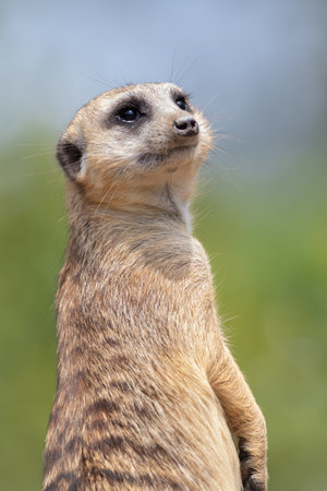 Meerkat Lookoutの写真素材