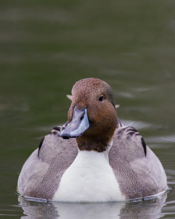 Northern Pintailの写真素材