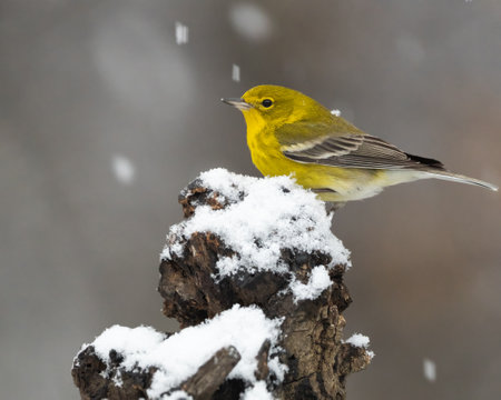 A pine warbler in winter snow.の写真素材