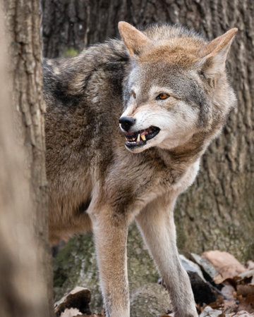 Red Wolf Snarling