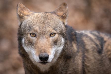 Red Wolf Portraitの写真素材