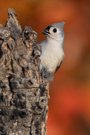 A tufted titmouse perched against a beauitufl maple leaf backdrop.の写真素材