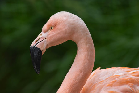 A portrait of an American flamingo.の写真素材