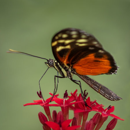 Tiger Longwing Butterfly Gathering Nectar