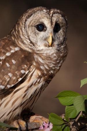 Barred Owl Portraitの写真素材
