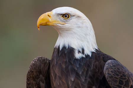 American Bald Eagleの写真素材