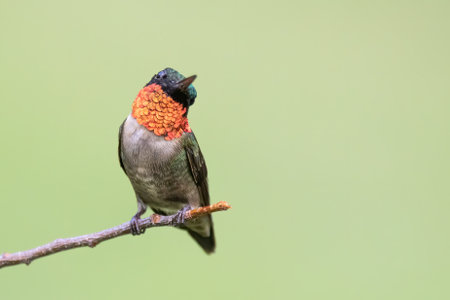 A ruby-throated hummingbird cocking his head.の写真素材