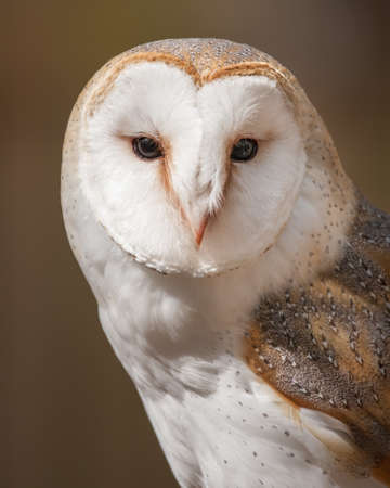 Barn Owlの写真素材