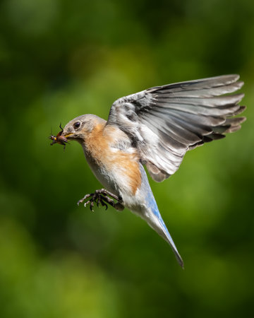 Eastern Bluebird with Insectの写真素材