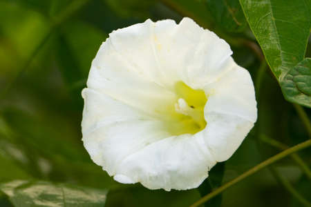 A wild hibiscus growing in a North Carolina wetland.