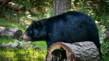 American Black Bearの写真素材