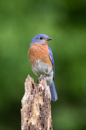 Eastern Bluebird (Male)の写真素材