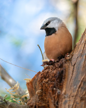 Black-throated Finchの写真素材