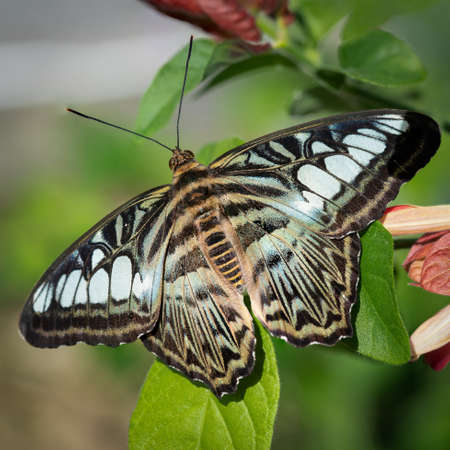 A blue clipper butterfly landed on a plant.