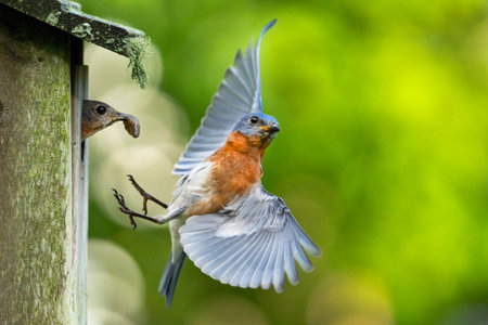 Eastern Bluebirdの写真素材