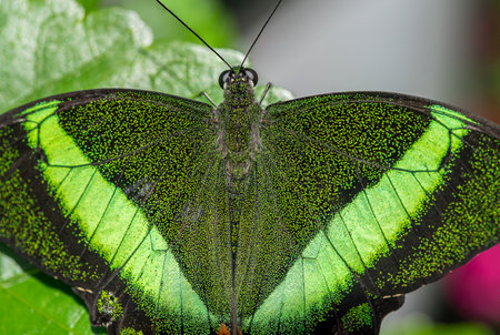 Emerald Swallowtail Butterfly