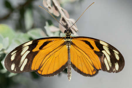 Hecale Longwing Butterflyの写真素材