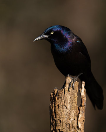 A common grackle perched on a tree stump.の写真素材