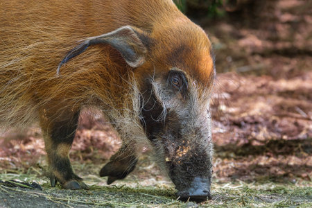 Red River Hogの写真素材