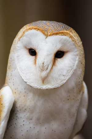 A close-up portrait of a British barn owl.の写真素材
