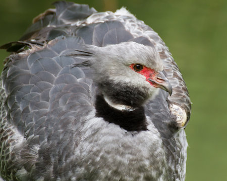 A portrait of a crested screamer.の写真素材