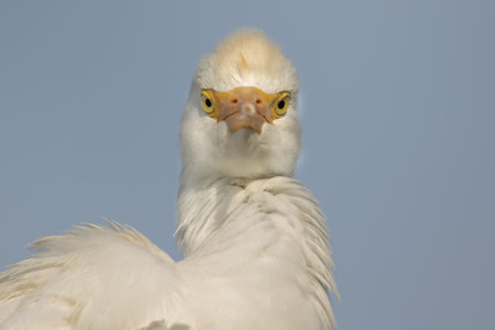 A closeup of a cattle egret.の写真素材