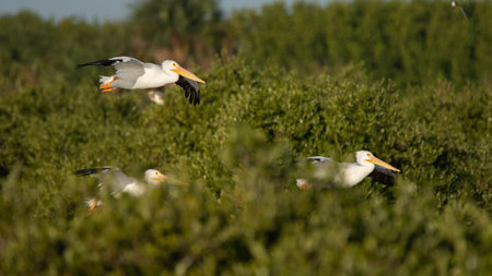 White pelicans flying a canyon created by mangroves and a canal.の写真素材