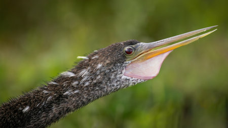 An anhinga croakingの写真素材