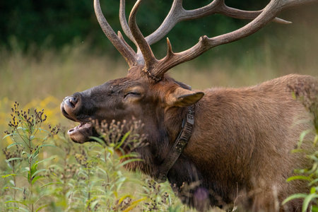 A rocky mountain elk bugling among the fall wild flowers.の写真素材