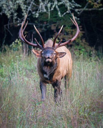 A Rocky Mountain bull elk buglingの写真素材