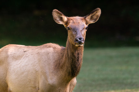 Portrait of an elk cowの写真素材
