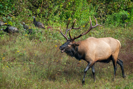 A bull elk and turkeys.の写真素材
