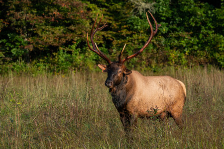 A rocky mountain elk in a stong stance.の写真素材