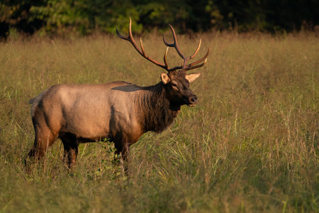 A Rocky Mountain bull elk in early morning light.の写真素材