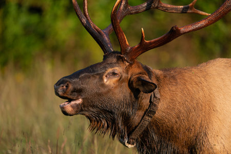 A rocky mountain elk buglingの写真素材