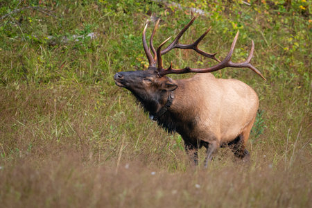 A rocky mountain bull elk.の写真素材