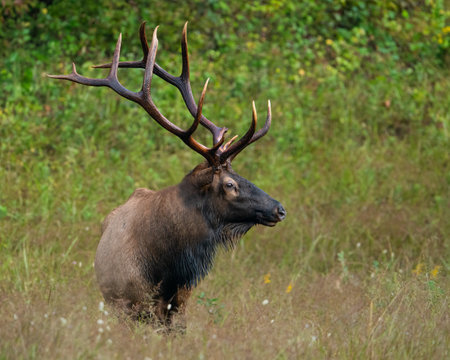 A rocky mountain bull elk.の写真素材