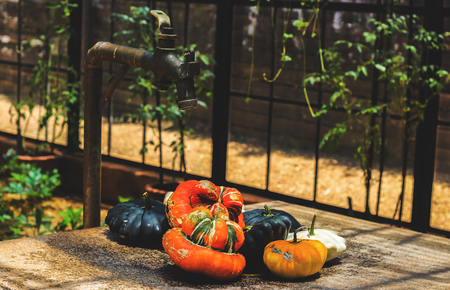 Freshly picked vegetables on top of a concrete table inside of a greenhouseの写真素材