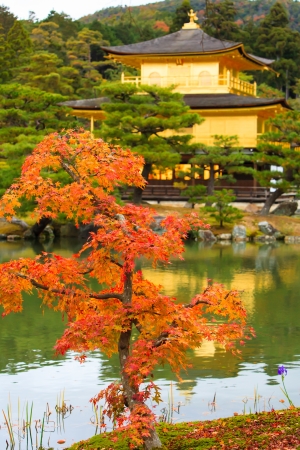 Maple Tree and Temple のeditorial素材
