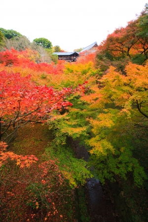 Tsutenkyo Bridge during autumn at Tofukuji Templeのeditorial素材