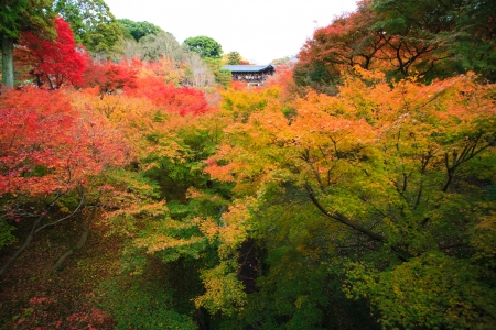 Tsutenkyo Bridge during autumn at Tofukuji Templeのeditorial素材