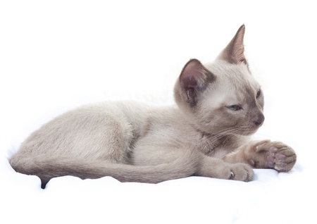 Burmese / Russian Blue cross breed kitten (Felis catus).の写真素材