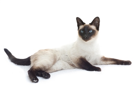 Alert Siamese cat (Felis catus) lying down isolated on white.の写真素材