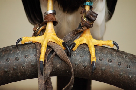 Talonsの写真素材