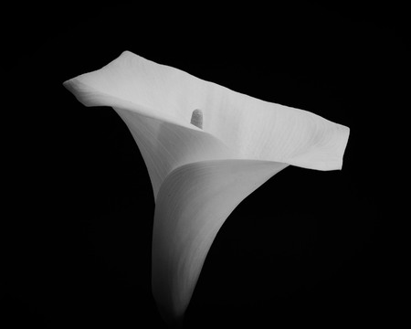 Lily Monochromeの写真素材