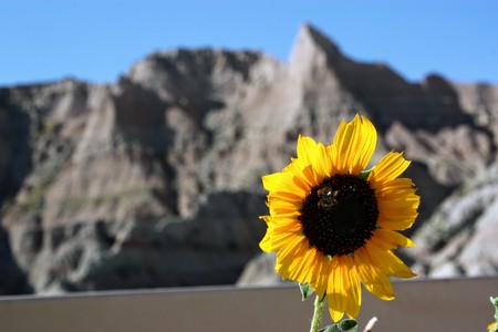 Sunflower in front of the South Dakota badlandsの写真素材