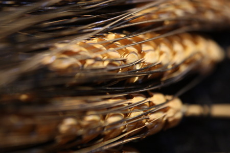Macro of grass seeds on stalkの写真素材