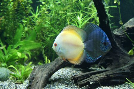 Discus Aquarium Fishの写真素材