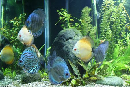 Discus Aquarium Fishの写真素材